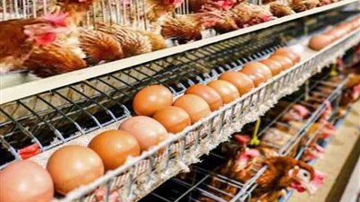 سعر الفراخ البيضاء والساسو والبيض اليوم الأربعاء 7-2-2024