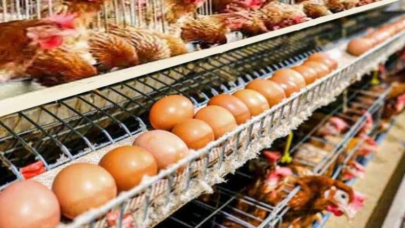 سعر الفراخ البيضاء