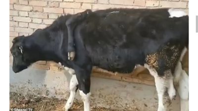 «بـ 5 أطراف».. قصة البقرة التى أشعلت مواقع التواصل الاجتماعي