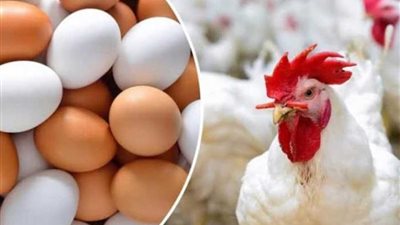 أسعار الدواجن والبيض اليوم الخميس 8-2-2024