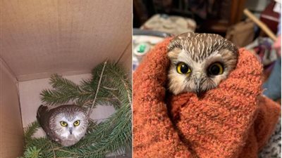 بعد اكتشافها داخل شجرة الكريسماس.. حكاية البومة التى أشعلت السوشيال ميديا