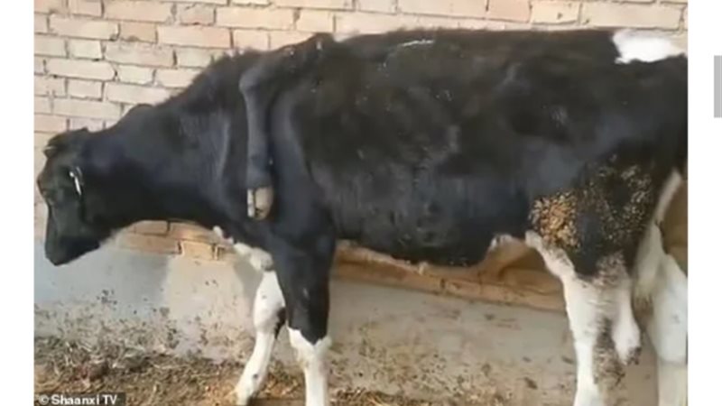 بقرة وُلدت بـ 5 أطراف