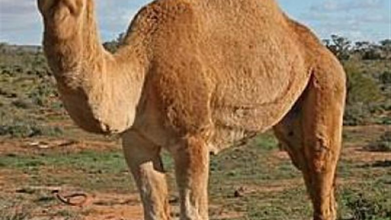 الموجز