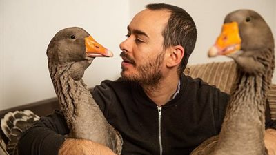 بعد رفضه التخلى عن تربية أوزتين .. غرامة 5 آلاف جنيه على شاب بريطاني