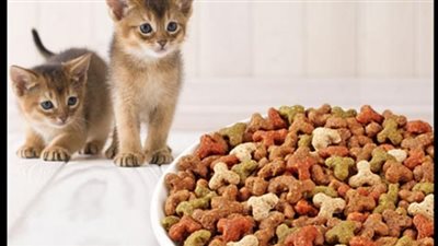 موقع تجارة الكتروني شهير يرسل للزبائن أكل قطط بدلاً من ”بلاي ستيشن 5”