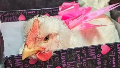 وداعًا للدباديب والورود.. أغرب هدايا عيد الحب 2024 من وحي غلاء الأسعار