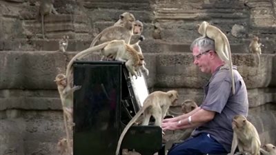 آخر تقاليع كورونا.. نجم روك لمئات القرود البرية الجائعة