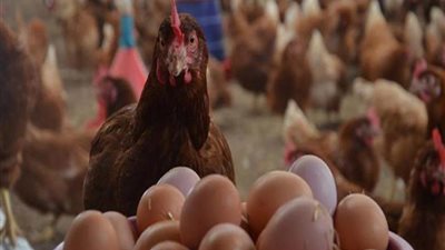 بعد تراجع طن العلف 2500 جنيها.. أسعار الفراخ اليوم السبت 17-2-2024