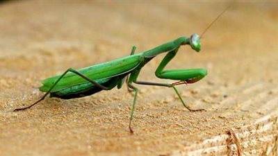 «مش هتصدق».. لقطات مرعبة لمخلوق غريب يخرج من جثة حشرة السرعوف