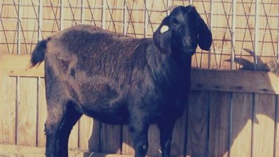 حكاية معزة السيدة نفيسة المباركة التي جمعت الذهب ولقنّت الجميع درسًا لا يٌنسى