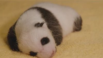 القصة الكاملة للحديقة التى أطلقت استفاء لاختيار اسمًا لصغير الباندا المهدد بالانقراض