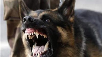 فستان العروسة اتقطع وعضها كلب ... قرار جديد بشأن المتهمين بالتعدي علي سيدات حفل زفاف بالمرج