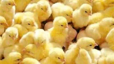 بورصة الدواجن تعلن أسعار الكتاكيت اليوم الثلاثاء 20-2-2024