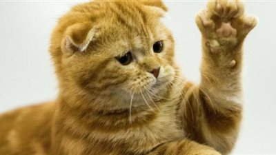 رجل أعمال يدفع غرامة بالآلاف والسبب كسر مخلب قطة