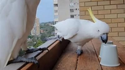 تريند السوشيال ميديا.. ببغاء يحل لغز «ما أسفل الكوب»