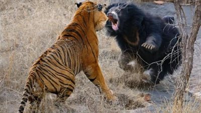 «مش هتصدق».. صراع العمالقة بين نمر وأشرس دب في العالم