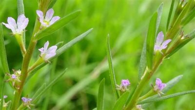 «عاد من الموت»..  العثور على نبات نادر في بحيرة الأشباح بعد اختفائه لأكثر من قرن كامل