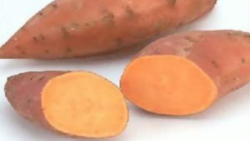 الموجز