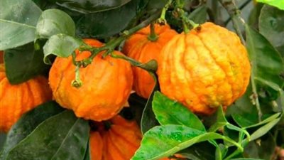 سر الفاكهة التي أمر الوالي العثماني بجمعها من المصريين بالسيوف والمصير المروع الذي كان ينتظره بسببها