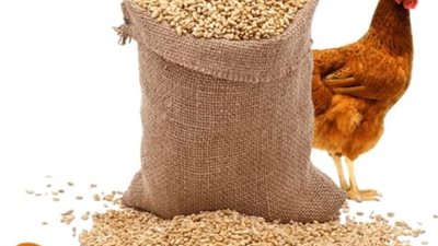 أسعار الأعلاف اليوم السبت 2-3-2024 في مصر