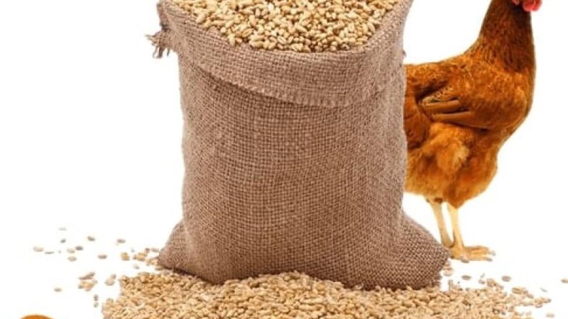 أسعار الاعلاف اليوم
