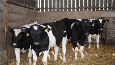 بشرى سارة.. صرف 307 مليون جنيه تمويلاً جديداً للمشروع القومى للبتلو