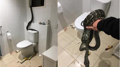 أطول ثعبان في العالم يهاجم عائلة ويدمر حمام منزلها.. إليك التفاصيل