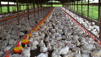 استقرار سعر الدواجن فى المحال التجارية عند 26 جنيها للحية.. و33 للمجمدة