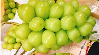 بحجم بيض الدجاج.. حكاية البائعة التى استوردت أكبر عنب في العالم