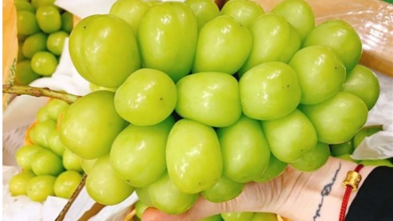 أكبر عنب في العالم