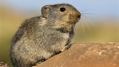 واقعة مرعبة وراء مثل ”تمخض الجبل فولد فأرًا”