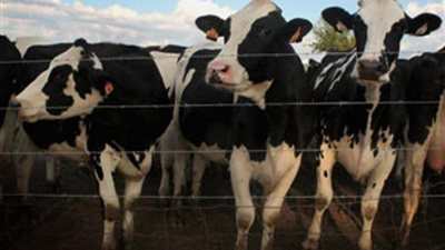 عاجل.. هزة عنيفة في أسعار المواشي واللحمة اليوم السبت 9-3-2024 داخل أسواق دمنهور