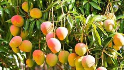 حكاية أول شجرة مانجو في مصر.. أرسلها أحمد عرابي من المنفى