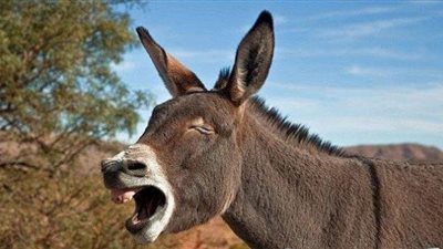 آية في الممات والبعث.. مات مائة عام وردت إليه الحياة مرة أخرى.. تعرف علي قصة أشهر حمار عند اليهود