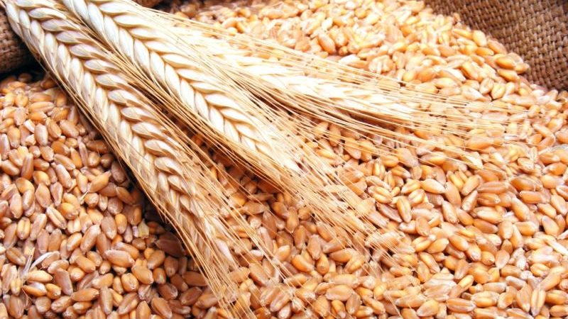 سعر أردب القمح