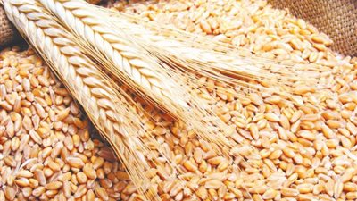 الحكومة تعلن سعر أردب القمح الجديد لموسم 2024-2025
