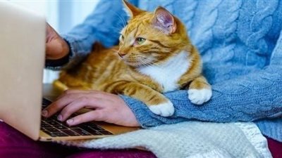 دراسة: العمل من المنزل كله فوائد.. بشرط وجود حيوان أليف معك