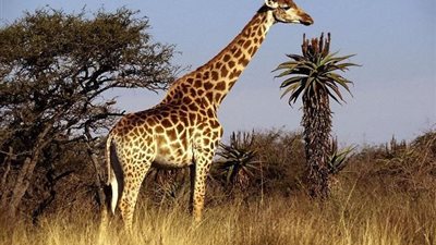 الزراعة تعلن موعد وصول 3 زرافات من جنوب أفريقيا