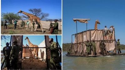 مهددة بالانقراض.. اللحظات الأخيرة لإنقاذ أطول زرافة في العالم قبل غرقها