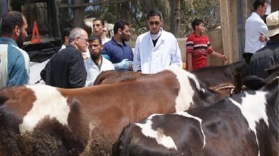 انطلقت الحملة القومية اليوم.. 5 توجيهات مشددة لتحصين الماشية بالجيزة