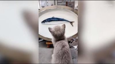 فيديو مضحك.. حرب شرسة بين قطة وسمكة ثلاثية الأبعاد