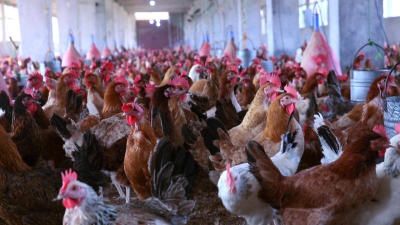 انتشار فيروس الدواجن