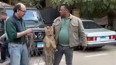 عاجل| حكاية ظهور أسد فى أحد شوارع التجمع الأول