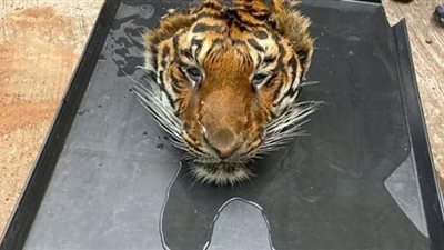 بعد العثور علي رأس نمر مقطوعة في حديقة الحيوان.. الكشف عن شبكة لتجارة أعضاء الحيوانات البرية