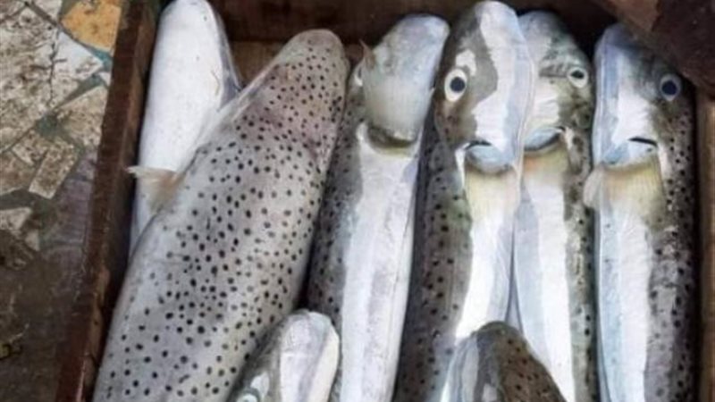 سمك النفيخة في مصر،
