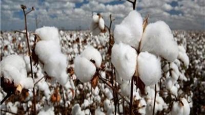 الزراعة تصدر قرار هام بشأن حظر زراعة القطن الأمريكي في مصر