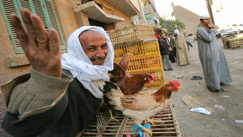 انخفاض أسعار الدواجن