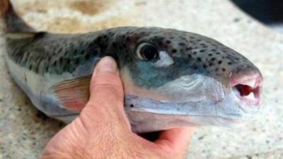 وزارة الصحة تحذر من تناول هذه الأسماك: تصيب بالشلل