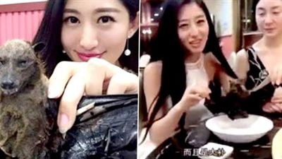 كارثة.. الخفافيش الصينية التي أصابت العالم بوباء كورونا تظهر من جديد.. ستنقل أنواع جديدة من الفيروس للبشر