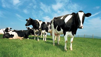 دولة تمنح البقر شهادات ميلاد وجوازات سفر.. تلاحق أي متسبب في ضررها بالقانون